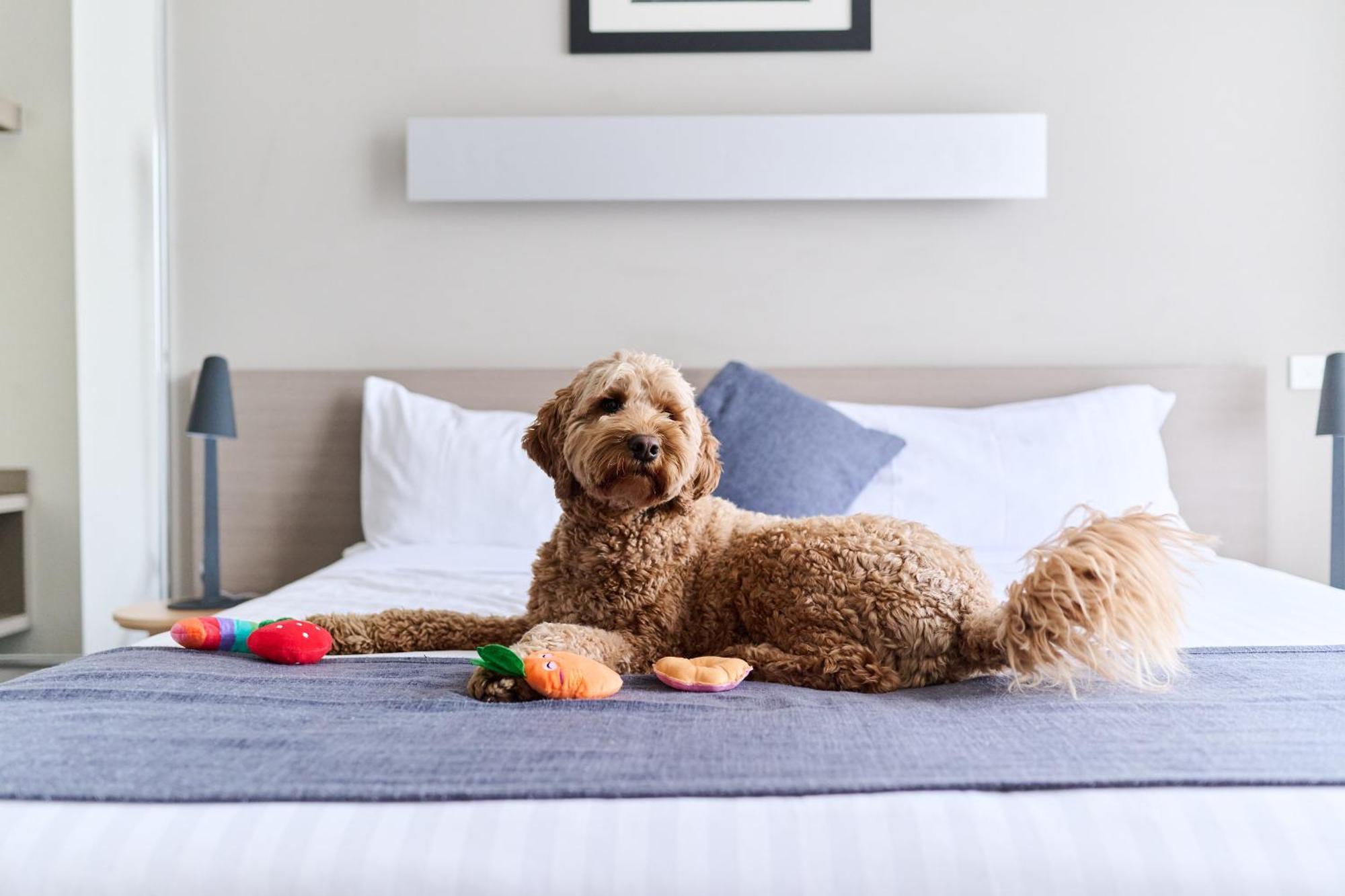 Aparthotel Abode Gungahlin Canberra Zewnętrze zdjęcie